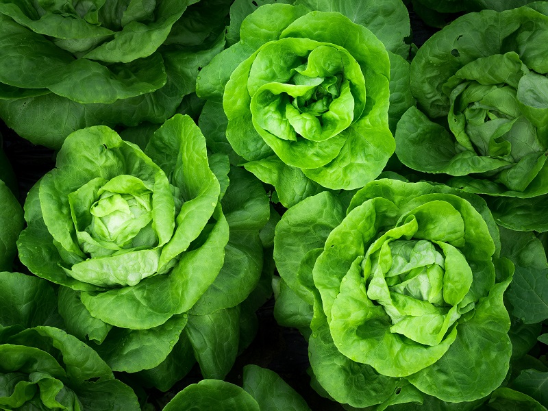 heads of Bibb lettuce