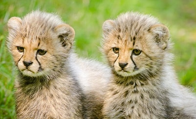 Three day Maasai Mara Safari