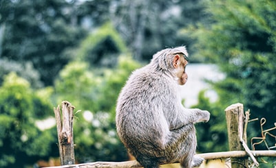 Wli Waterfall & Monkey Adventure (Ghana)