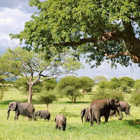 volunteering with elephants in south africa