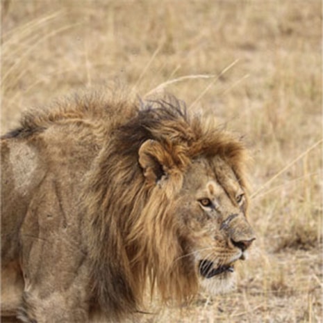 Lion on safari in Kenya