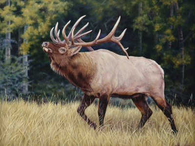 "Ready For The Challenge"