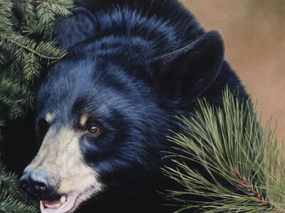 "The Big Black Bear"